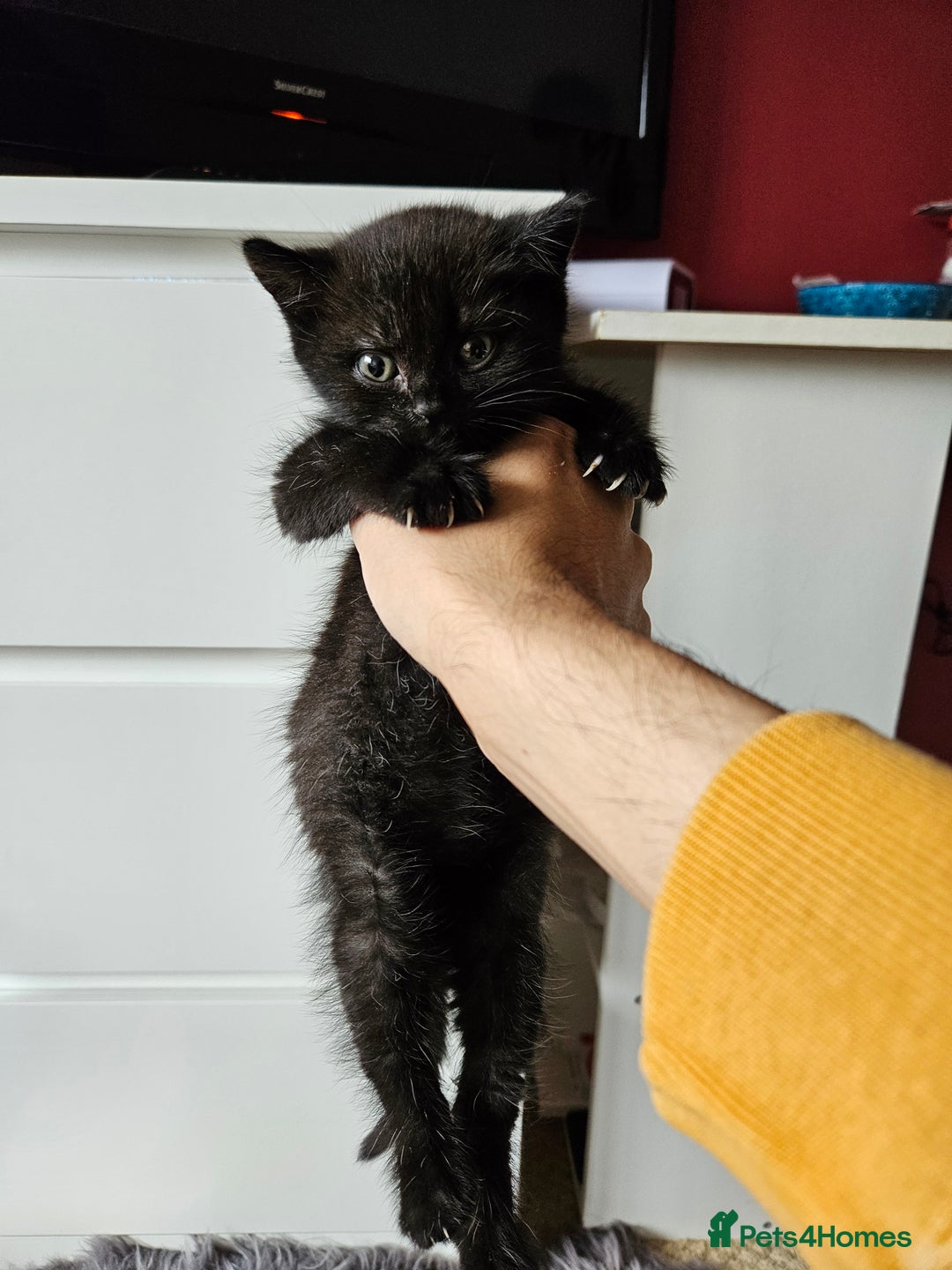 British Shorthair cats for sale: British shorthair mix  - Image 4