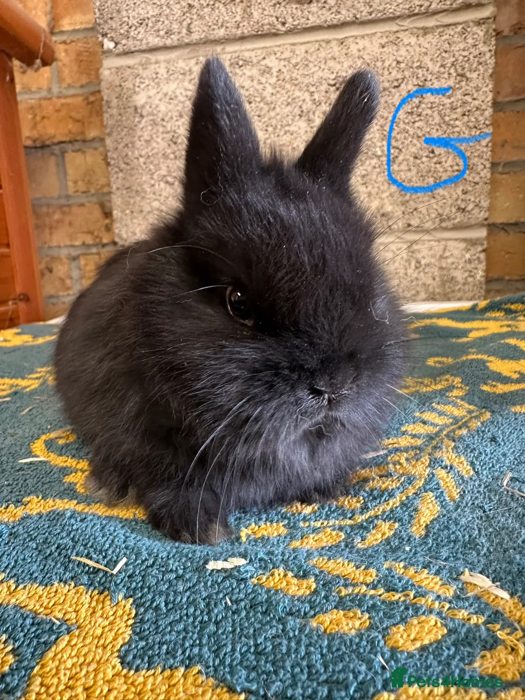 Netherland Dwarf rabbits for sale: Pair of Netherland Dwarf Rabbits for sale  - Advert 9