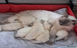 Ragdoll cats for sale: GCCF REG 6 fluffy kittens - Image 10