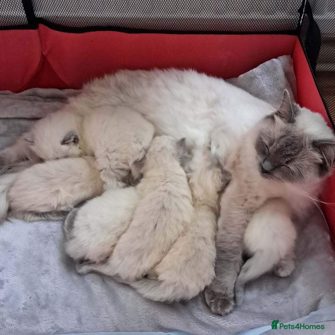 Ragdoll cats for sale: GCCF REG 6 fluffy kittens - Image 10