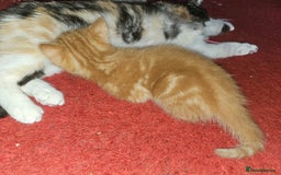 Mixed Breed cats for sale: Quarter persian fluffy kittens for sale - Image 21