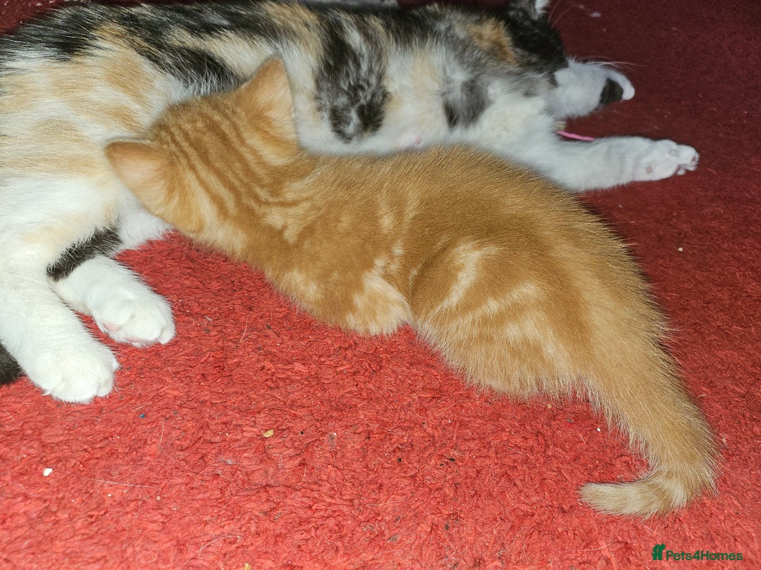 Mixed Breed cats for sale: Quarter persian fluffy kittens for sale - Image 21