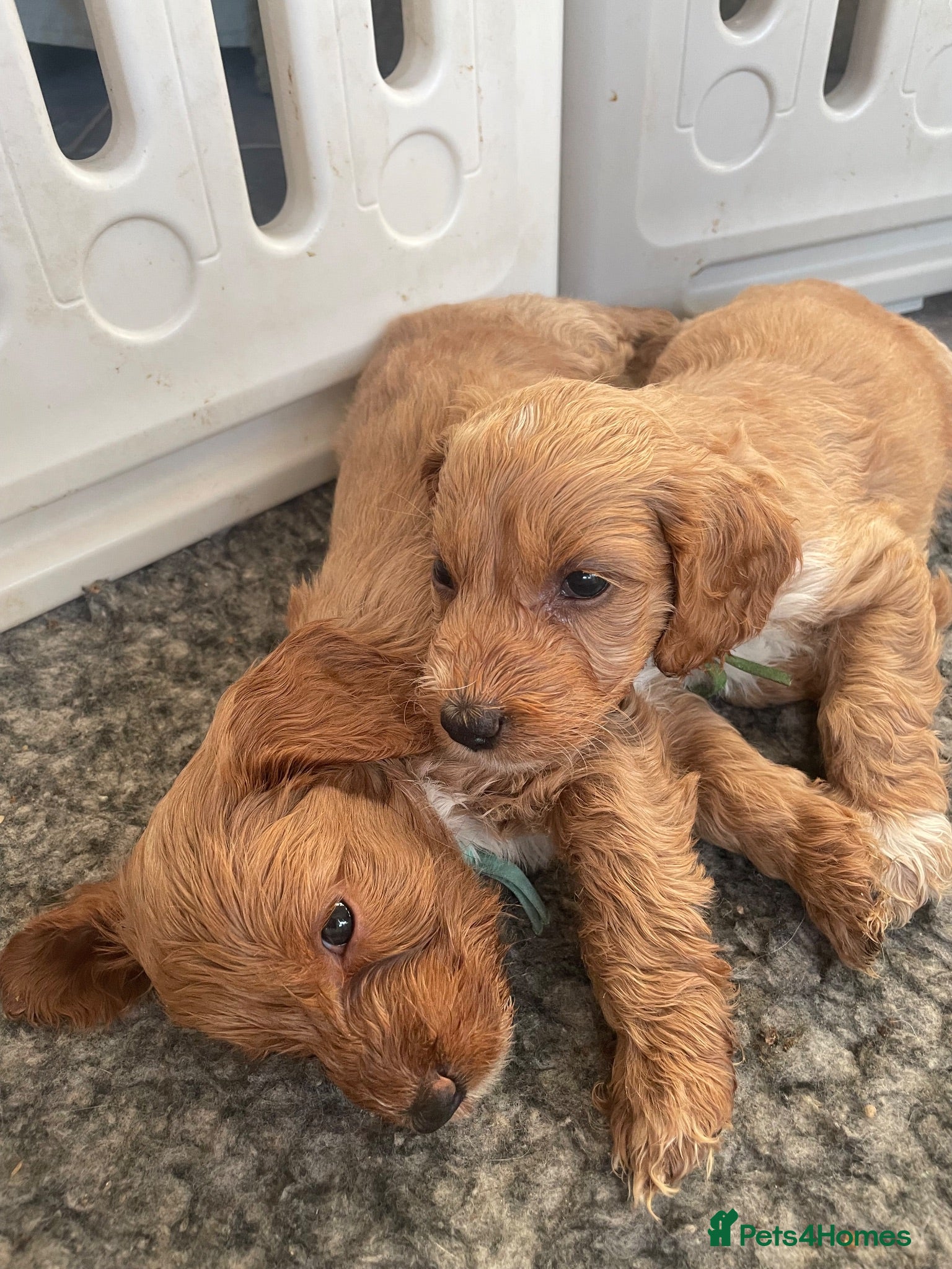 Cockapoo dogs F1 beautiful litter red and apricot  - Advert 17
