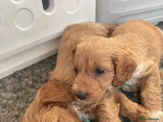 Cockapoo dogs F1 beautiful litter red and apricot - Advert 17
