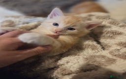 Maine Coon cats for sale: Fluffy ginger and cream maine coon cross kittens - Image 14