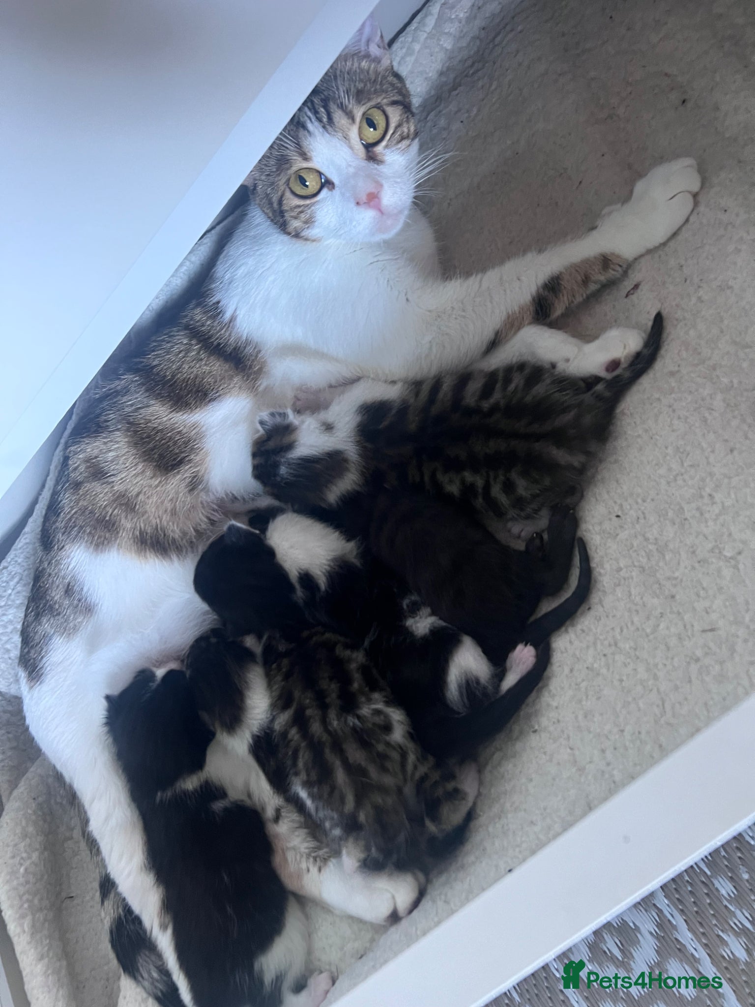 Mixed Breed cats Mixed - Advert 2