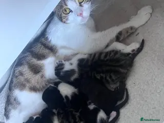 Mixed Breed cats Mixed - Advert 1