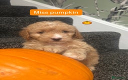 Cockapoo dogs for sale: Stunning toy cockapoo puppies  - Image 4
