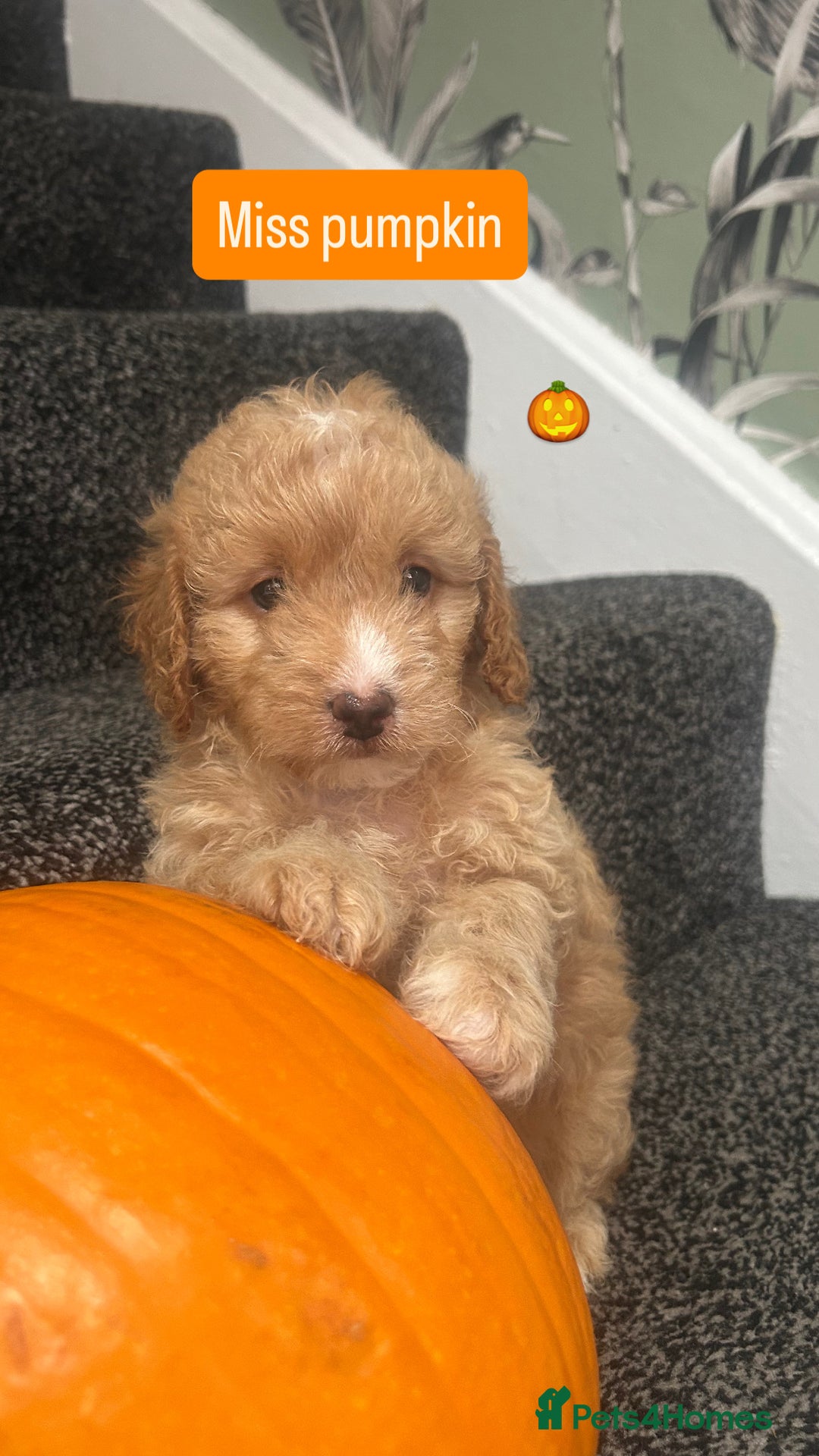 Cockapoo dogs for sale: Stunning toy cockapoo puppies  - Image 4