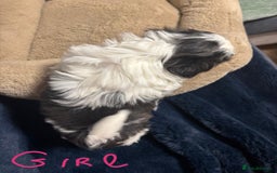Shih Tzu dogs for sale: Imperial Shih Tzu Ready to leave - Image 10