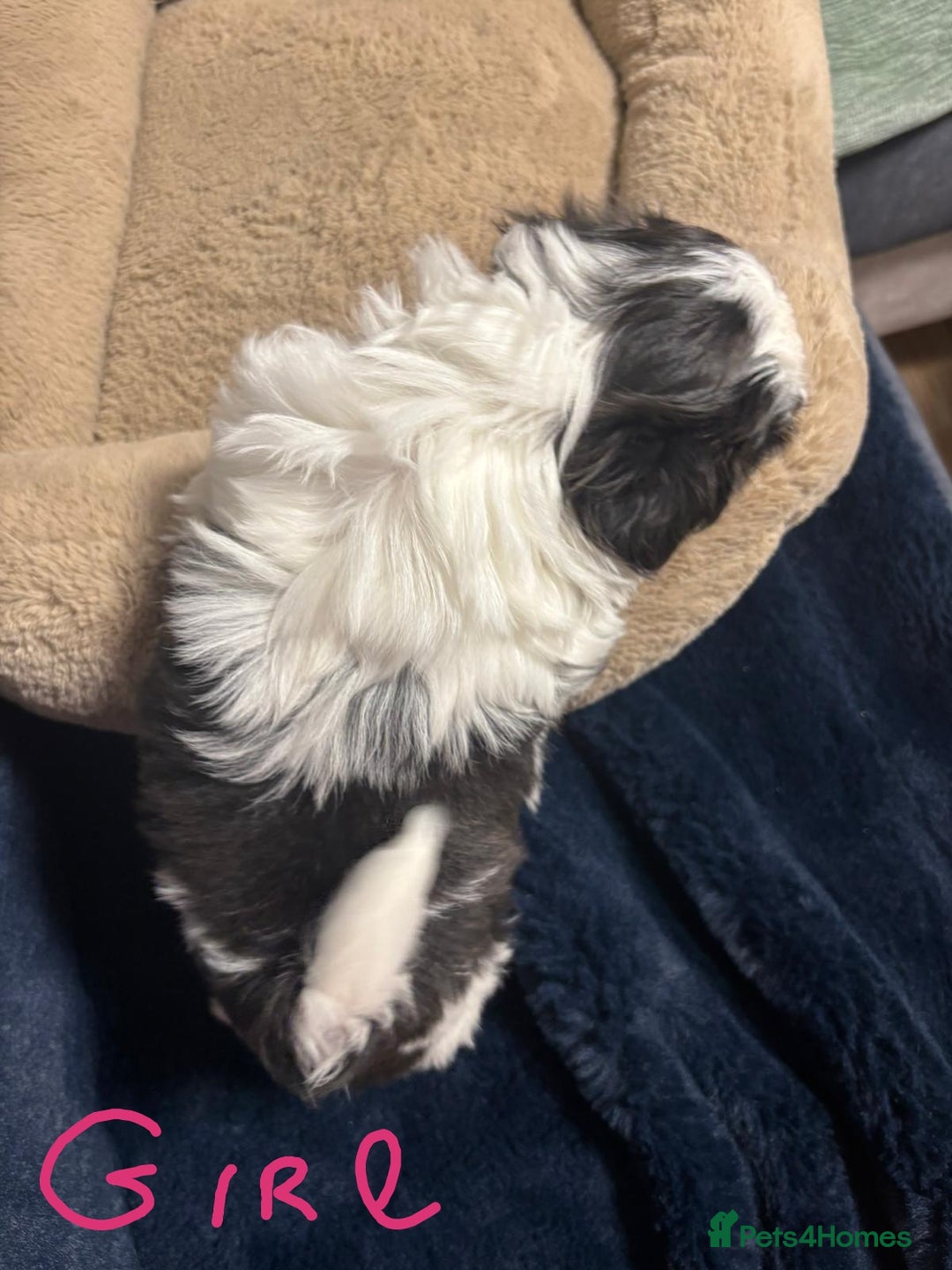 Shih Tzu dogs for sale: Imperial Shih Tzu Ready to leave - Image 10