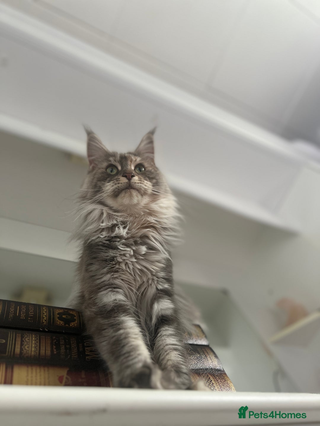 Maine Coon cats for sale: Registered pedigree maine coon for sale - Advert 8