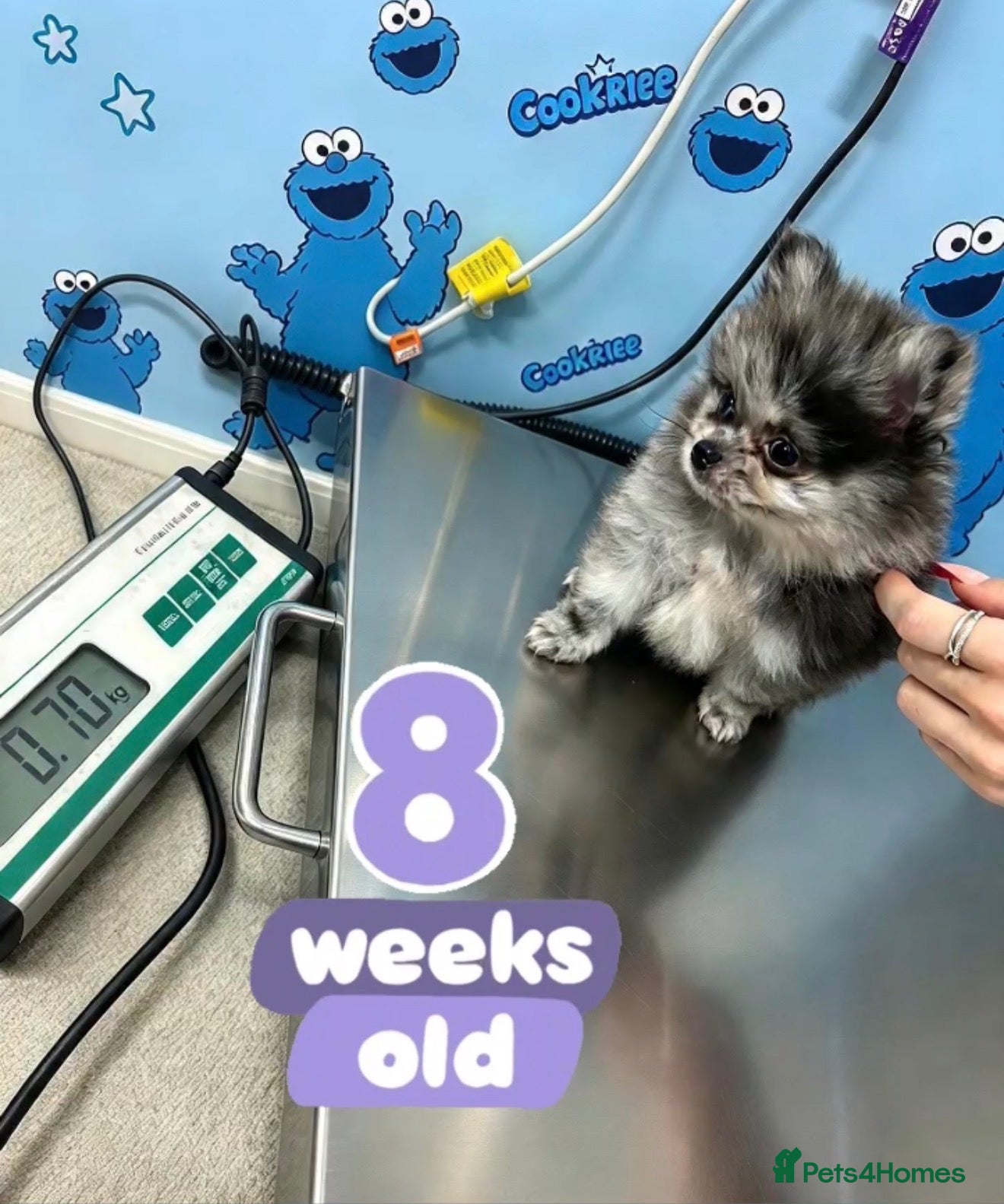 Pomeranian dogs ✨0.70kg Merle 🐶 💙 & 🩶 Eyes 👀 READY💨NOW🐾🐶✨ - Advert 1