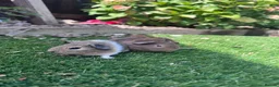 Guinea Pig rodents for sale: Baby sows  - Advert 1