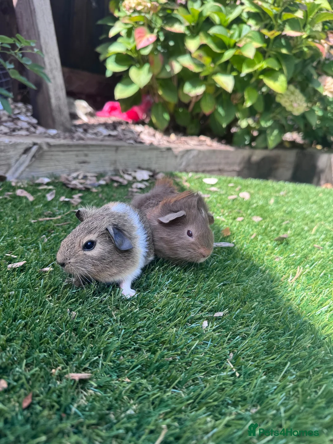 Guinea Pig rodents for sale: Baby sows  - Advert 1