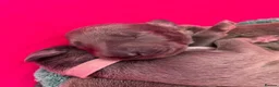 Whippet dogs for sale: KC Reg blue whippet puppies in Ledbury - Advert 4