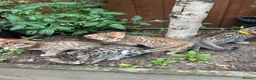 Bengal cats for sale: Bengal kittens  - Advert 25