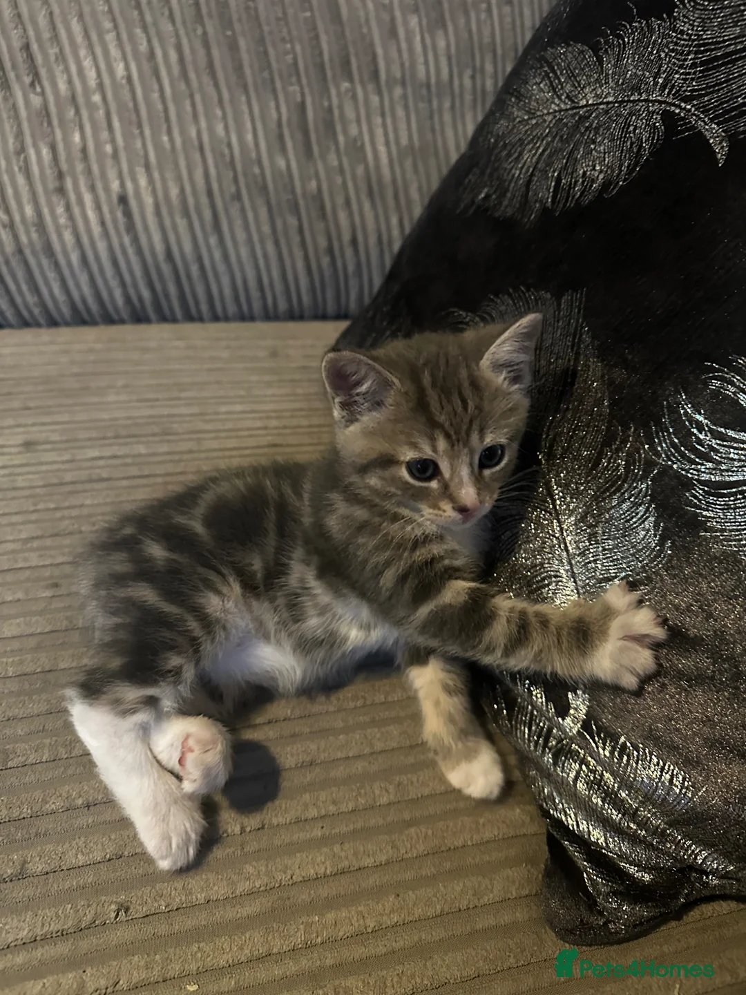 Mixed Breed cats for sale: Last beautiful kitten - Advert 2