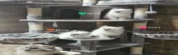 Ragdoll cats for sale: Ragdoll Kitten AVALIABLE  - Advert 25