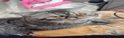 Mixed Breed cats for sale: Beautiful kittens x exotic  in King's Lynn - Advert 5