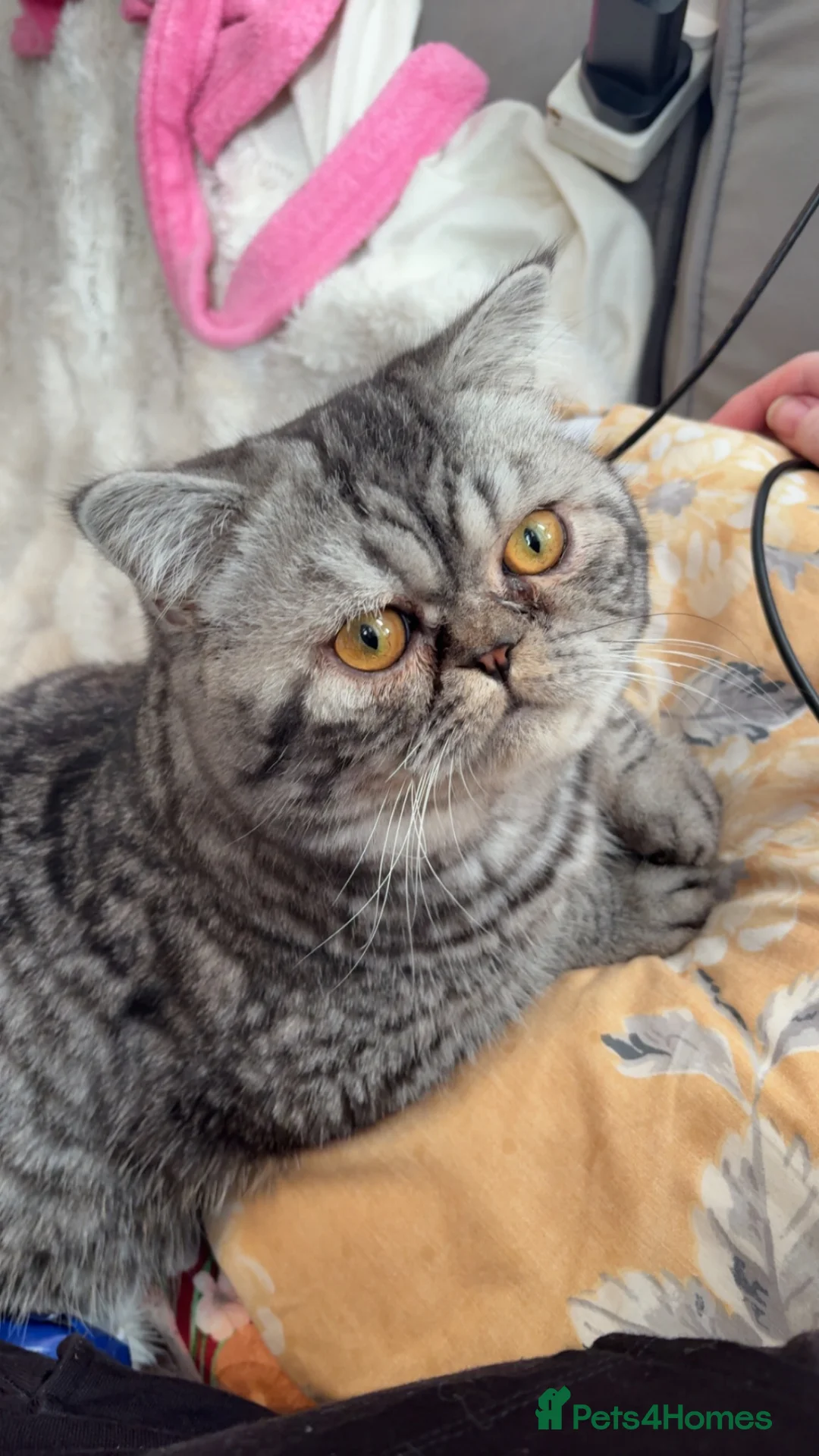 Mixed Breed cats for sale: Beautiful kittens x exotic  in King's Lynn - Advert 5