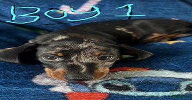 Dachshund dogs - Advert 4