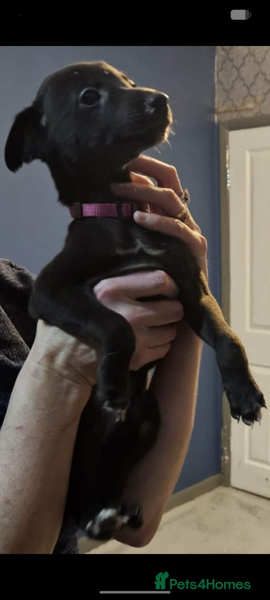 Whippet dogs 3 beauties left  - Advert 1