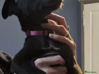 Whippet dogs 3 beauties left - Advert 1