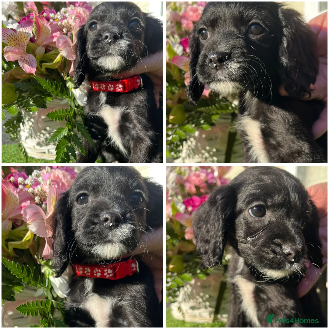 Mixed Breed dogs for sale: CAVAPOO PUPPIES 🐶🐾💙🩷 - Advert 2