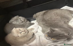 Scottish Fold cats for sale: Gorgeous Scottish kittens available  - Image 6