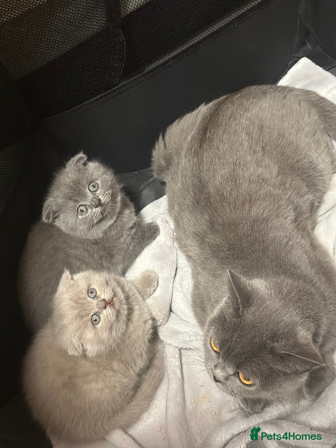 Scottish Fold cats for sale: Gorgeous Scottish kittens available  - Image 6