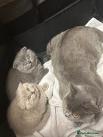 Scottish Fold cats - Advert 7