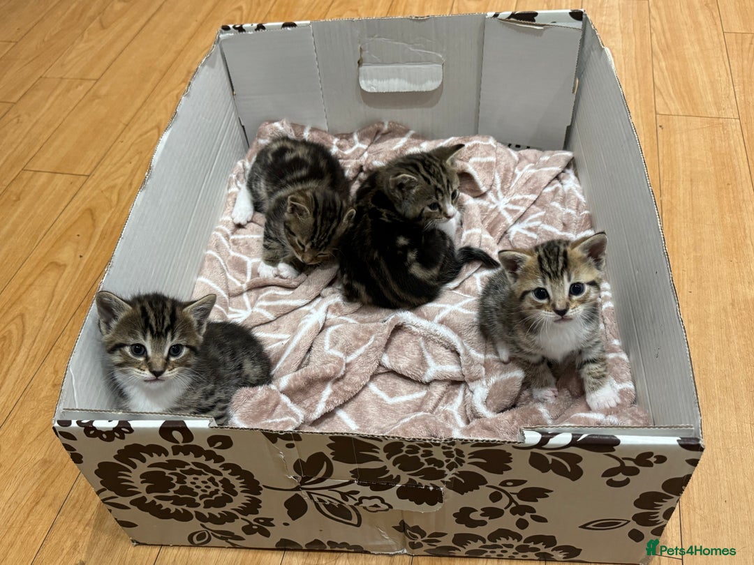 Bengal cats for sale: Two Bengal breeds - Image 3