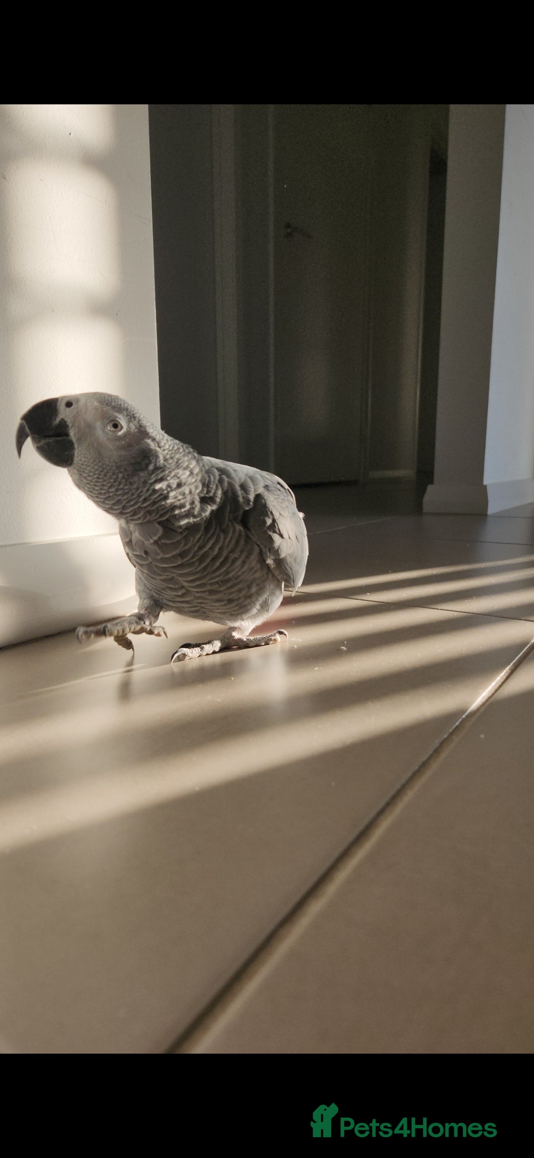 Parrots birds African Grey parrots for sale  - Advert 1