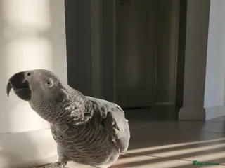 Parrots birds African Grey parrots for sale - Advert 1