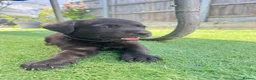 Borador dogs for sale: Ready now.. 1boy lab x collie pup left  - Advert 5