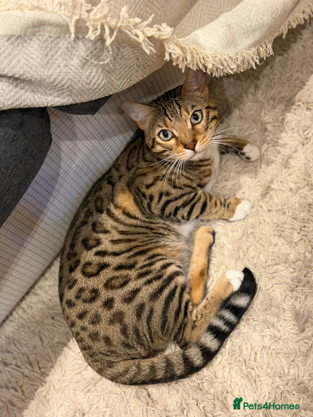Bengal cats for sale: Adorable Bengal male for sale  - Advert 12