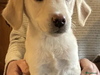 Labrador Retriever dogs Beautiful Golden Labrador Boy Puppy - Advert 1