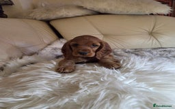 Cocker Spaniel dogs for sale: Beautiful and sweet puppy😊 - Image 32