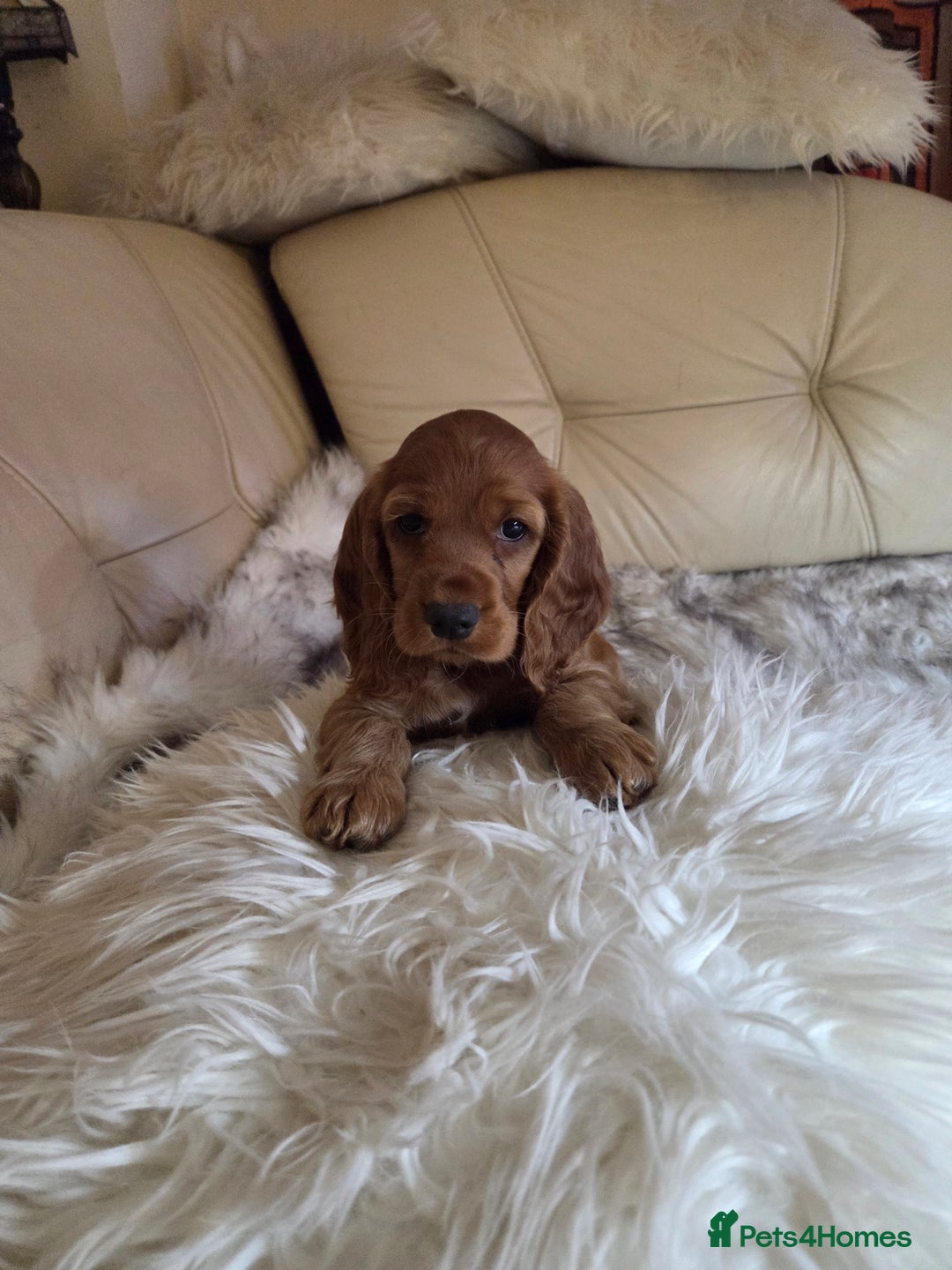 Cocker Spaniel dogs for sale: Beautiful and sweet puppy😊 - Image 32