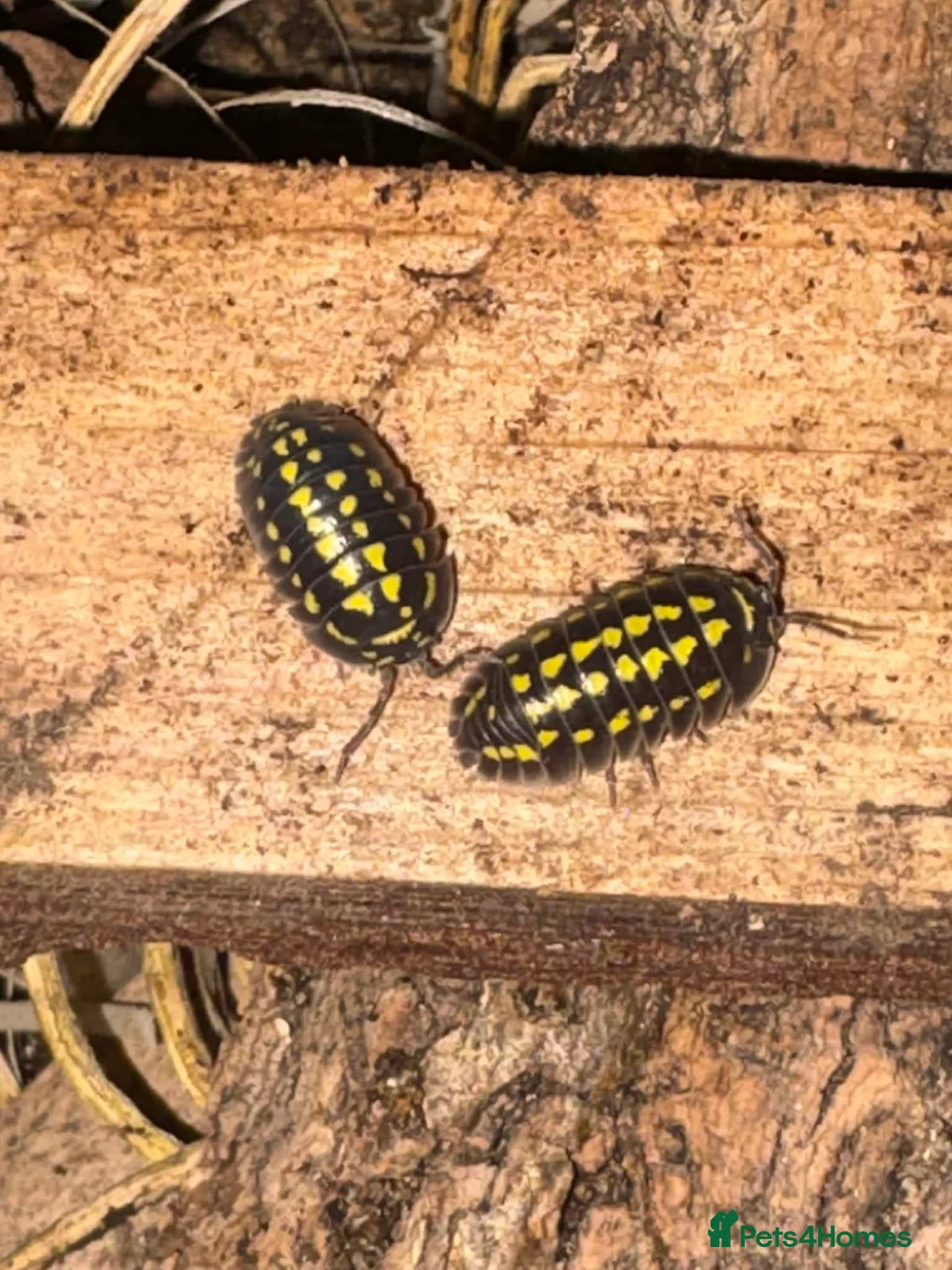 Mixed Breed reptiles for sale: Reptile bundle for sale - Advert 17