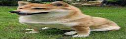 Japanese Shiba Inu dogs for sale: I am looking for a new home, Japanese Shiba Inu  - Advert 3