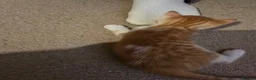 Mixed Breed cats for sale: 1 beautyfull girl looking for forever loving home in Melrose - Advert 5