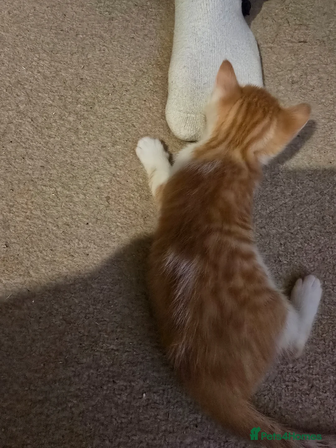 Mixed Breed cats for sale: 1 beautyfull girl looking for forever loving home in Melrose - Advert 5