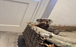 Dachshund dogs for sale: Beautiful Blue & Tan Dapple Girl  - Image 9