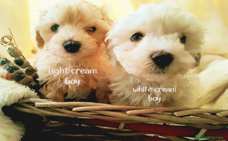 Maltipoo dogs F1 HEALTH TESTED FLUFFY TOY MALTIPOO PUPPIES  - Advert 6