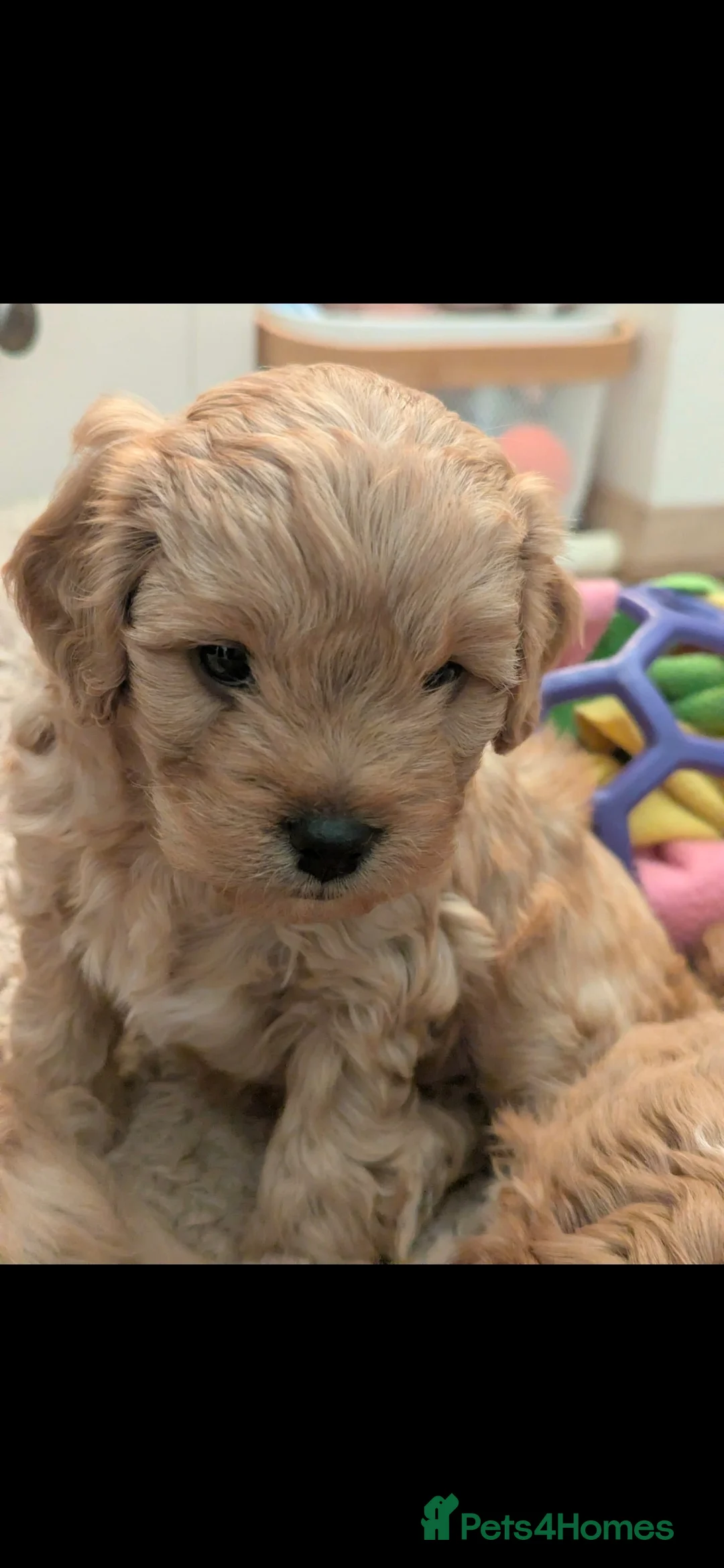 Cavapoo dogs for sale: Cavapoo Cuties in Witham - Advert 2