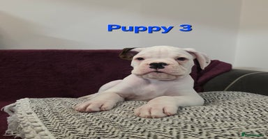 Boxer dogs - Advert 10