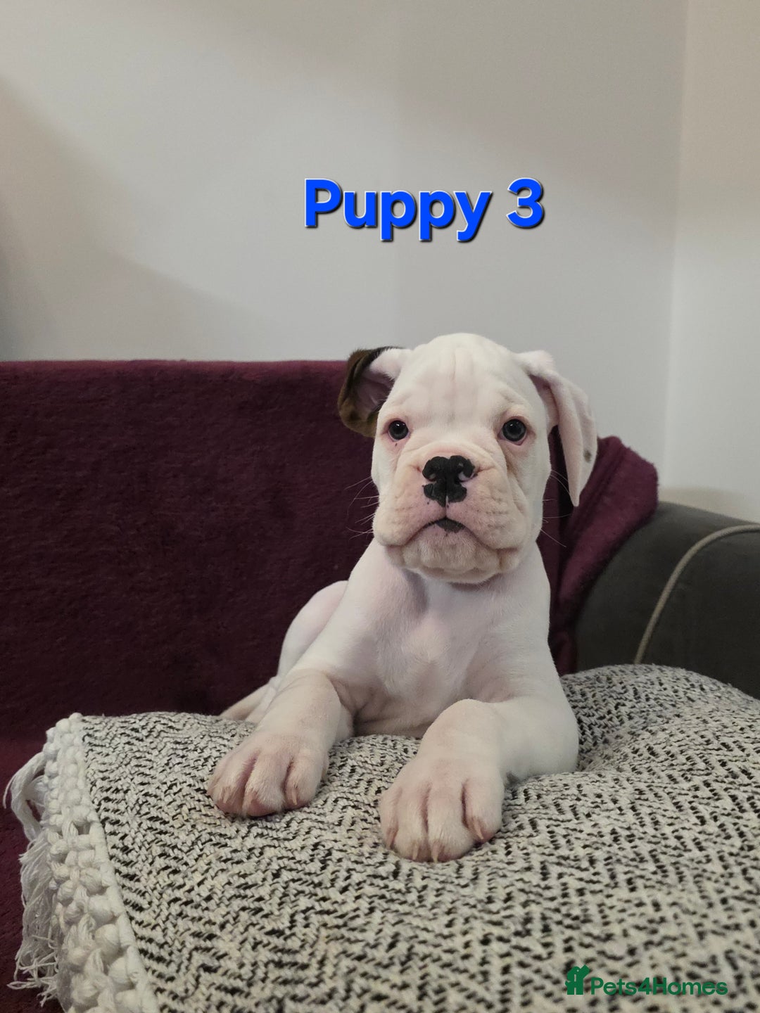 Boxer dogs for sale: KC REGISTERED Puppies-1x Gourgess Puppy available - Image 2
