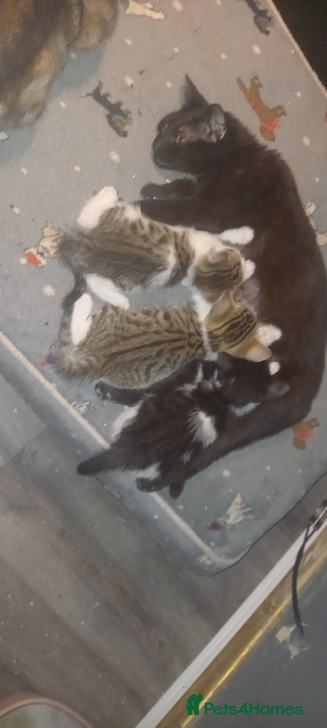 Mixed Breed cats for sale: Kittens for sale  - Image 10